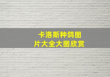 卡洛斯种鸽图片大全大图欣赏