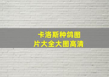 卡洛斯种鸽图片大全大图高清