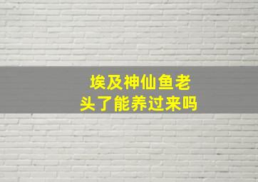 埃及神仙鱼老头了能养过来吗