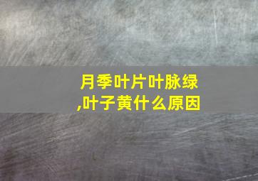 月季叶片叶脉绿,叶子黄什么原因