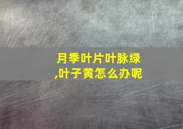 月季叶片叶脉绿,叶子黄怎么办呢