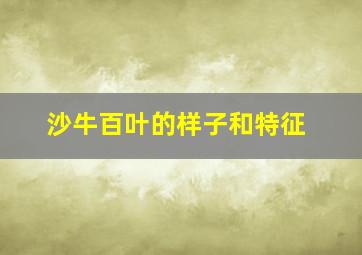 沙牛百叶的样子和特征