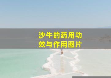 沙牛的药用功效与作用图片