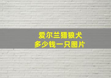 爱尔兰猎狼犬多少钱一只图片