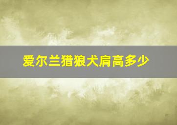 爱尔兰猎狼犬肩高多少