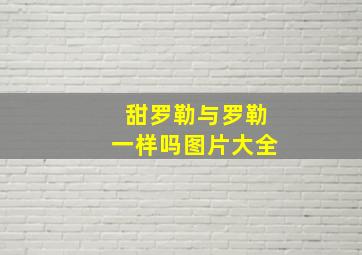 甜罗勒与罗勒一样吗图片大全