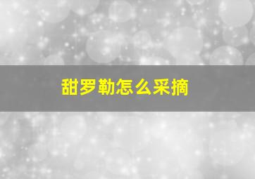 甜罗勒怎么采摘