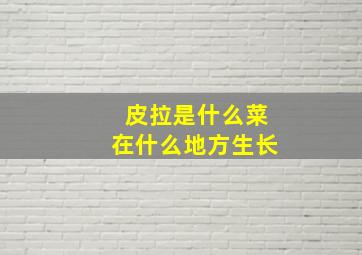 皮拉是什么菜在什么地方生长