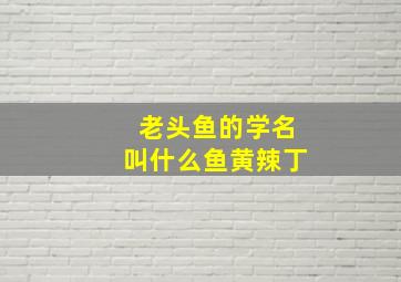 老头鱼的学名叫什么鱼黄辣丁