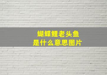 蝴蝶鲤老头鱼是什么意思图片