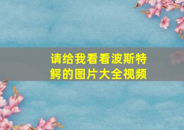 请给我看看波斯特鳄的图片大全视频