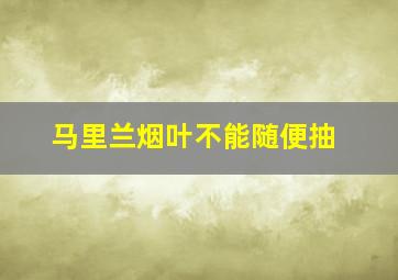 马里兰烟叶不能随便抽