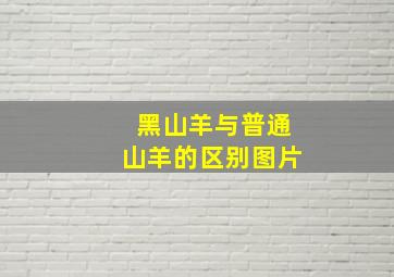 黑山羊与普通山羊的区别图片