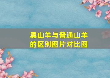 黑山羊与普通山羊的区别图片对比图