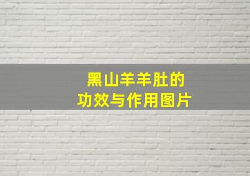 黑山羊羊肚的功效与作用图片