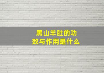 黑山羊肚的功效与作用是什么